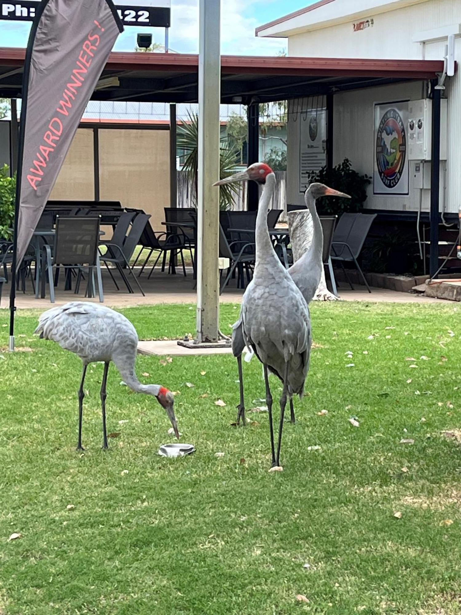 Winton Outback Motel Eksteriør billede