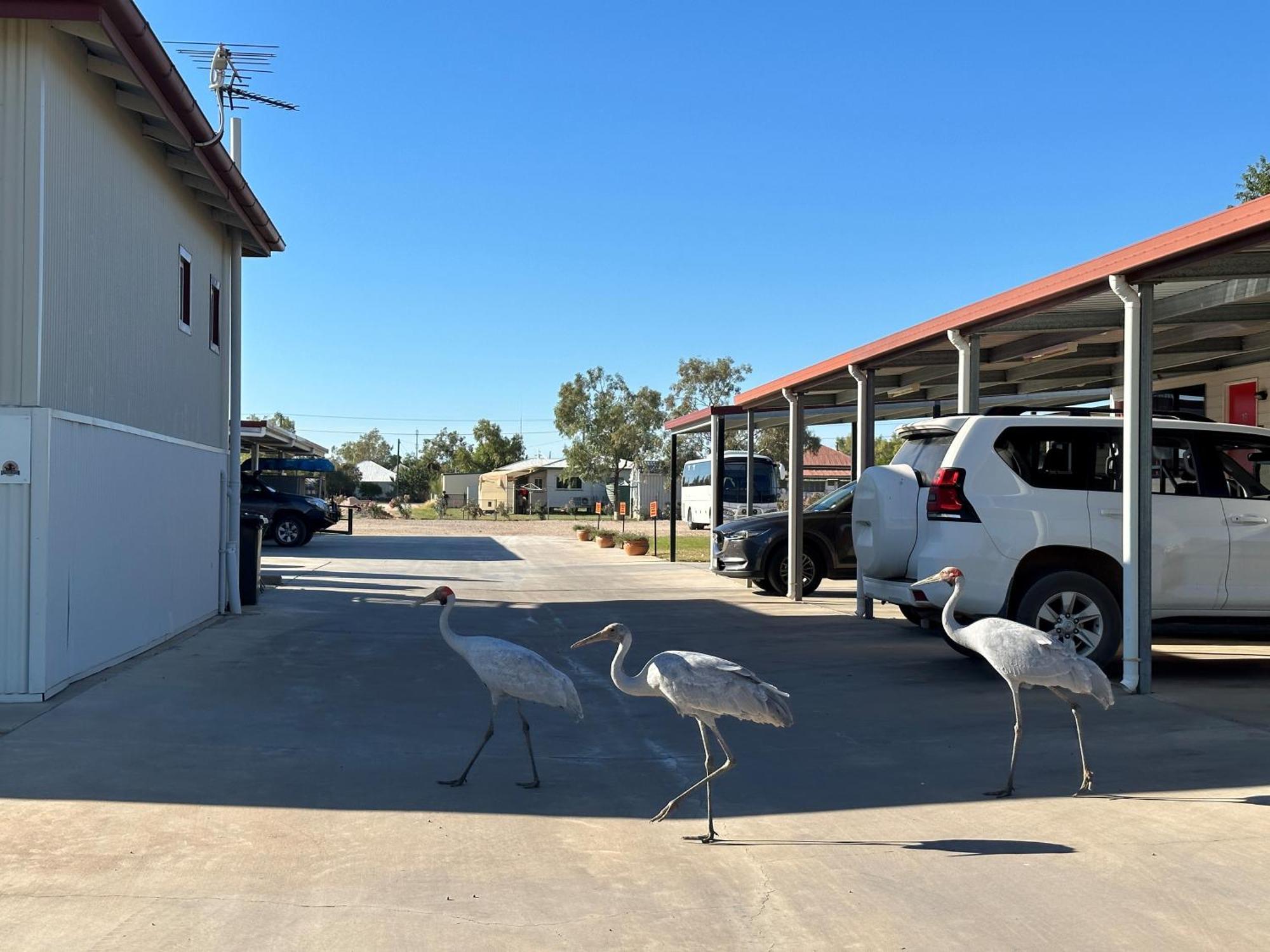Winton Outback Motel Eksteriør billede